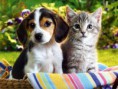 /album/galeria-de-fotos-pagina-inicial/fotos-caes-e-gatos-07-jpg/